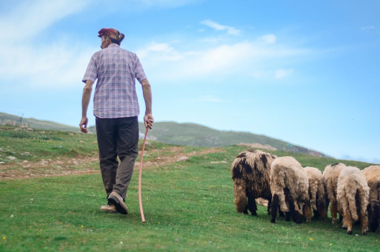 A shepherd guides a flock of sheep across a lush, green countryside under a clear blue sky.